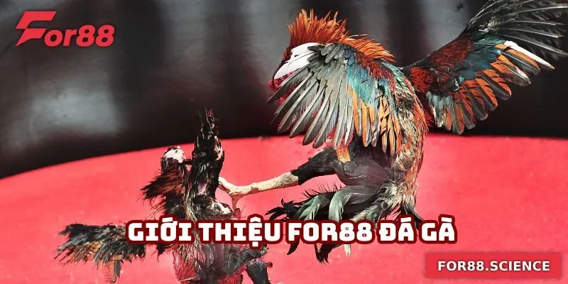 Giới Thiệu For88 - 4 Siêu Phẩm Cá Cược Xanh Chín Năm 2025 3 Sảnh đá gà là lựa chọn nổi bật tại nhà cái uy tín